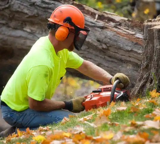 tree services Braymer